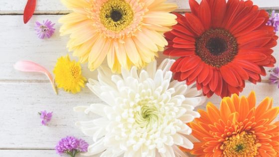 various colored daisies on a wooden table