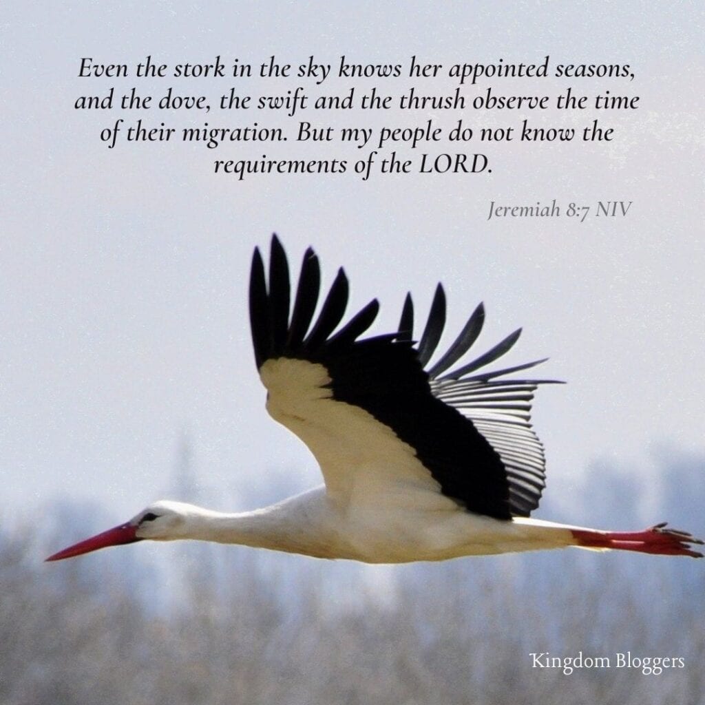 Bible Verse about Birds Jeremiah 8 7