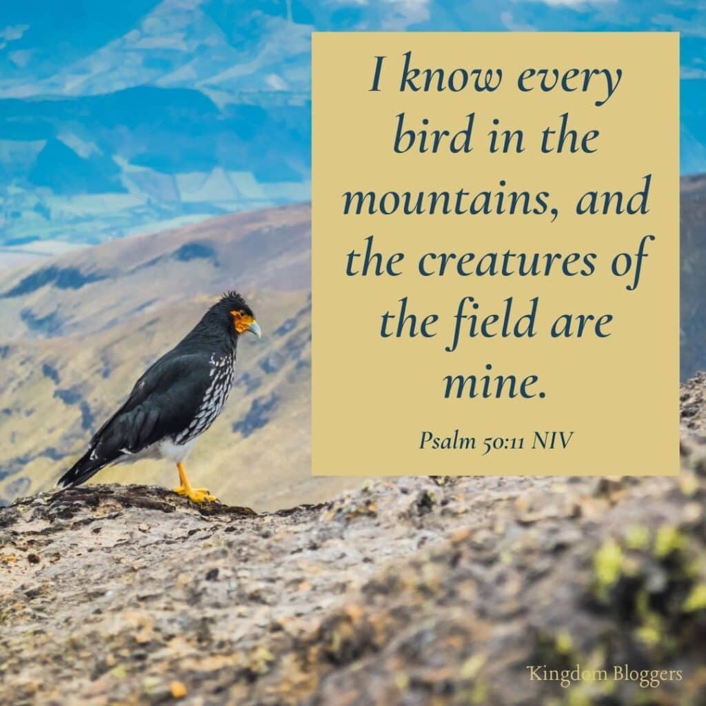 Bible Verse about Birds Psalm 50 11