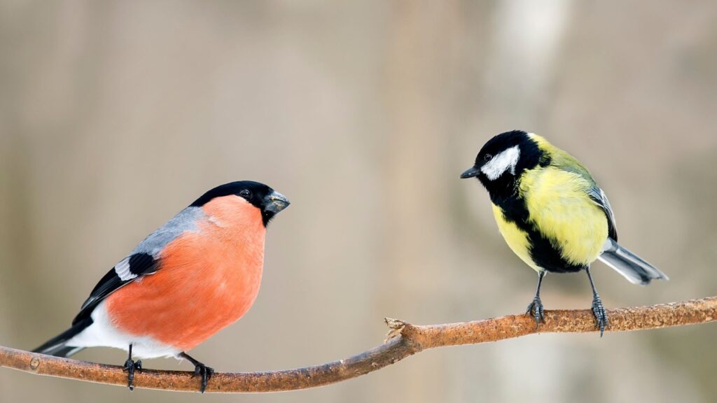 an orange and a red finch sitting on a branch looking at each other