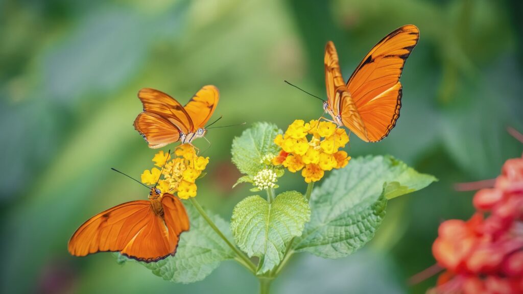 3 orange butterflies sitting on flowers