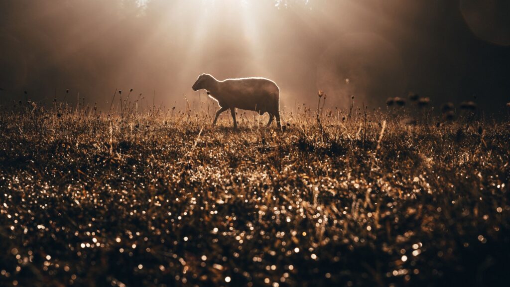 a single sheep in a field under the sunlight